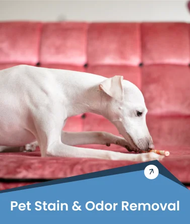 Pet Stain and Odor Removal